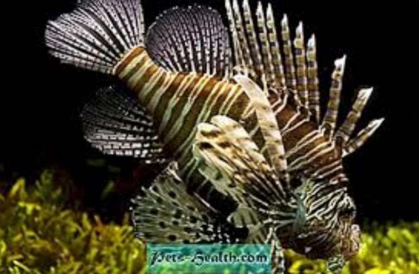 fish महज दस दिन के भीतर मछलियां बन जाती हैं मादा से नर, जानें इसके पीछे का रहस्य