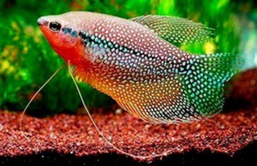 fish