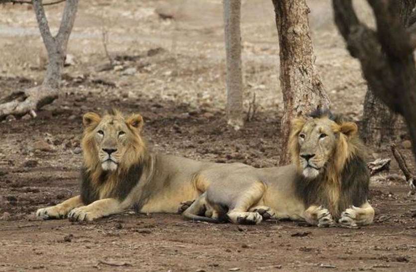 illegal lion show, Gir forests illegal lion show : अवैध रूप से शेर दिखाने के मामले में 74 गिरफ्तार