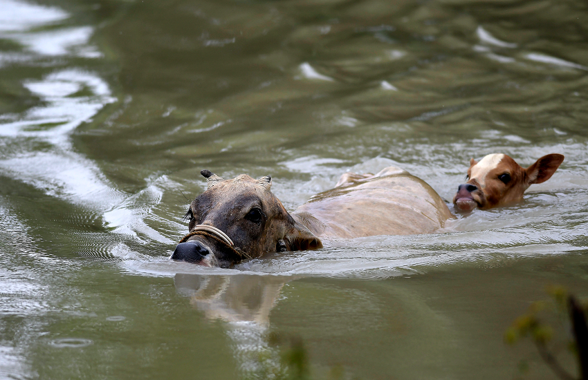 Assam Flood