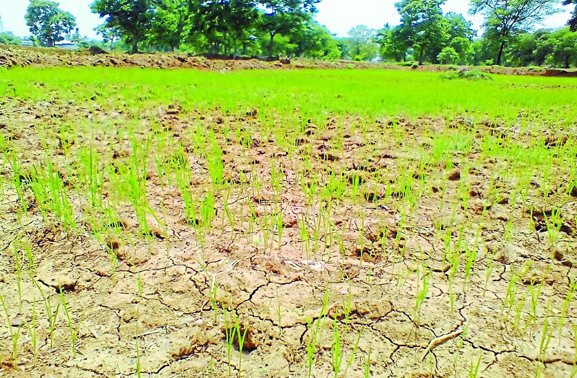 Rain will not dry if paddy crop आषाढ़ में बेरुखी, अब सावन में अच्छी बारिश की उम्मीद खेतों में हरियाली की जगह पीलापन, बूंदभर पानी नहीं