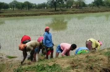 The farmers of the region are not disturbed due to lack of rainfall th सप्ताहभर से वर्षा नहीं होने से क्षेत्र के किसान परेशान, बुआई भी पिछड़ी