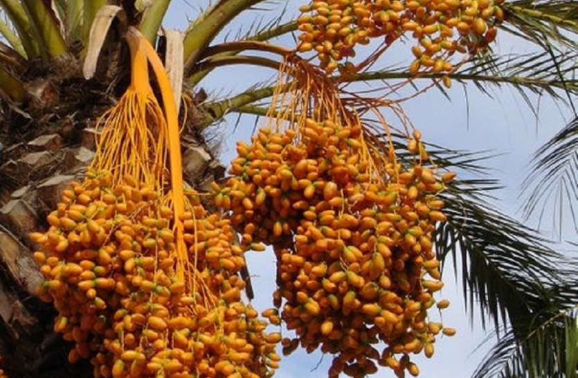 Tamilnadu Government Will Distribute Palm Seeds - तमिलनाडु सरकार