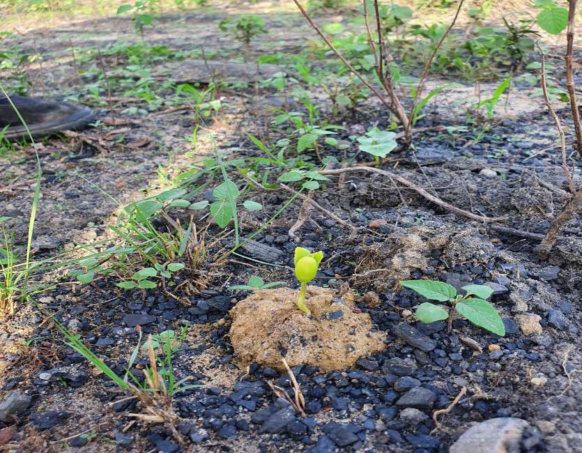Seed ball