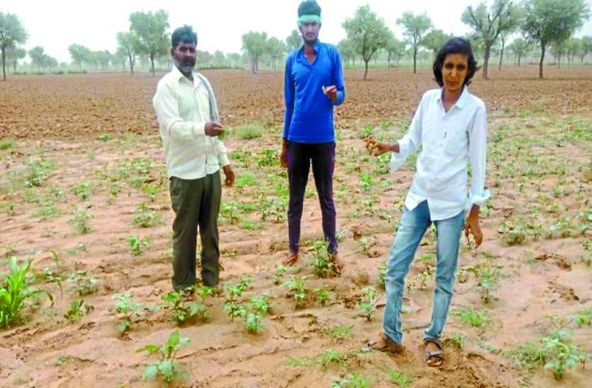 Locust Attack in Churu Rajasthan : राजस्थान के चूरू जिले में टिड्डी दल ने तहसील के गांव पंडरेउ ताल, पंडरेऊ टिब्बा, झोथड़ा, घासला आथुना, घासला अगुणा, रोझाणी, श्योपुरा, सुखवासी आदि गांवों के खेतों में हमला बोल दिया है।