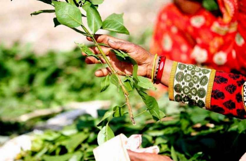 bel patra सावन में बिल्व पत्र के ये 10 उपाय बना सकते हैं आपको करोड़पति