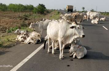 person who does not have a cow in his house will be fined हर घर में बांधी जाएगी गाय, नहीं तो लगेगा पांच सौ रुपए का जुर्माना