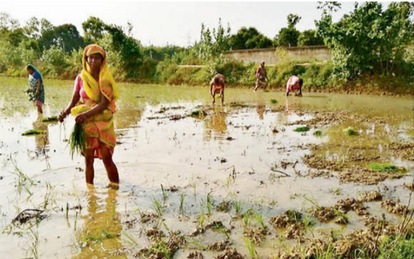 Farmers' faces from Jhajjam rain झमाझम बारिश से खिले किसानों के चेहरे