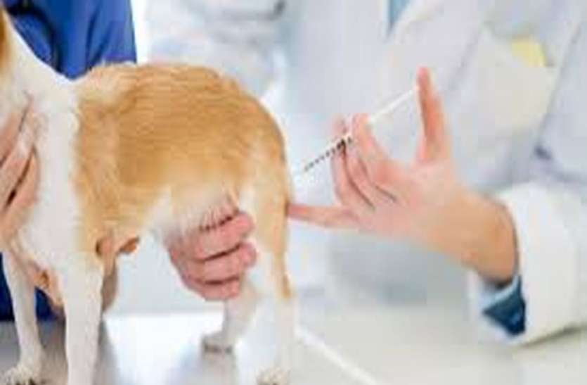 dogs कुत्तों की होगी नसबंदी, लगेंगे रेबीज के टीके