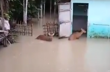 Watch Video Assam Floods And Kaziranga National Park Assam Floods: काजीरंगा नेशनल उद्यान में बढ़ता जा रहा पानी, बहने लगे जानवर, देखें वीडियो