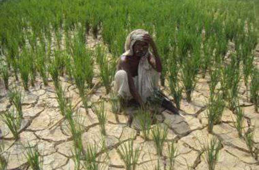 dhan अवर्षा का असर: बारिश के इंतजार में फटने लगी जमीन, अन्नदाता परेशान