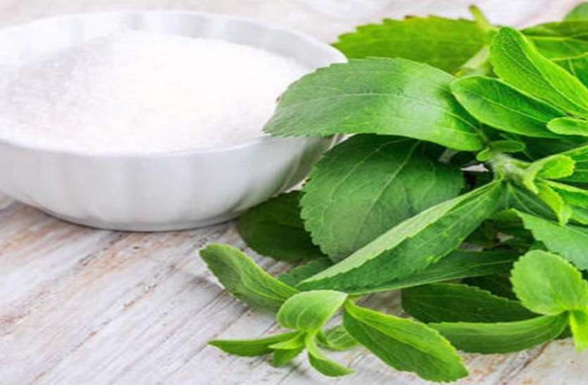 stevia Young farmer: स्टीविया की खेती से मालामाल हो रहा युवा किसान