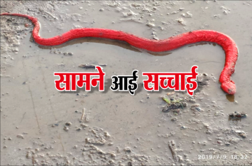 red snake in Indore: people talking about the red snake after seeing इस शहर में लाल रंग का सांप देख लोग करने लगे थे तरह-तरह की बात, सच्चाई सामने आने के बाद तो...