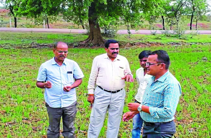 If there is no good rain in 7 days then Crop will save hard फसल का हाल जानने खेतों में उतरे कृषि वैज्ञानिक, 7 दिन में अच्छी बारिश नहीं हुई तो फसल बचाना होगा मुश्किल