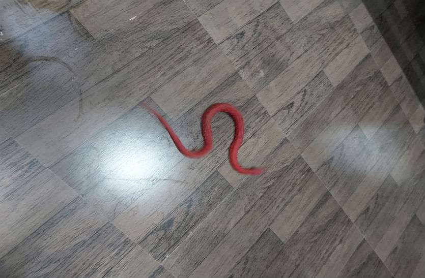 red snake in indore