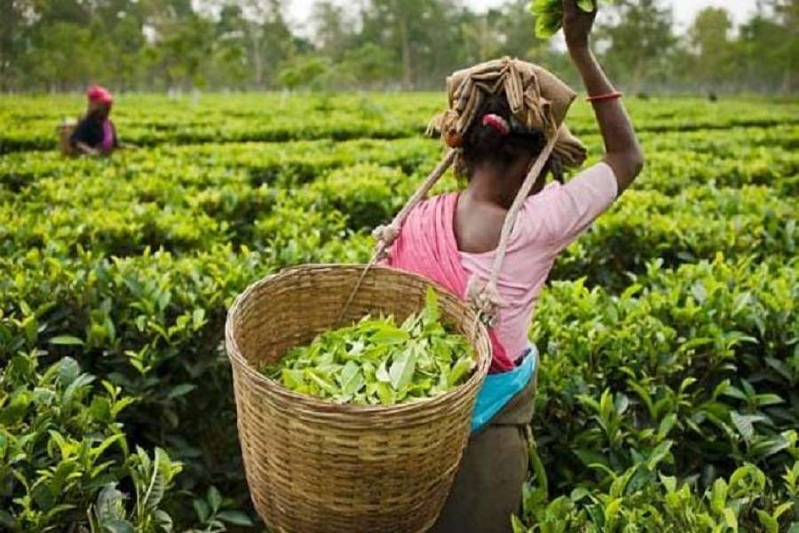Alert : Tea will Expensive in comming days