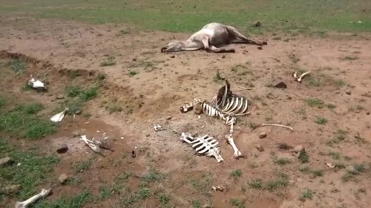 Death of a hundred cattle across month माह भर में एक सैकड़ा मवेशियों की मौत