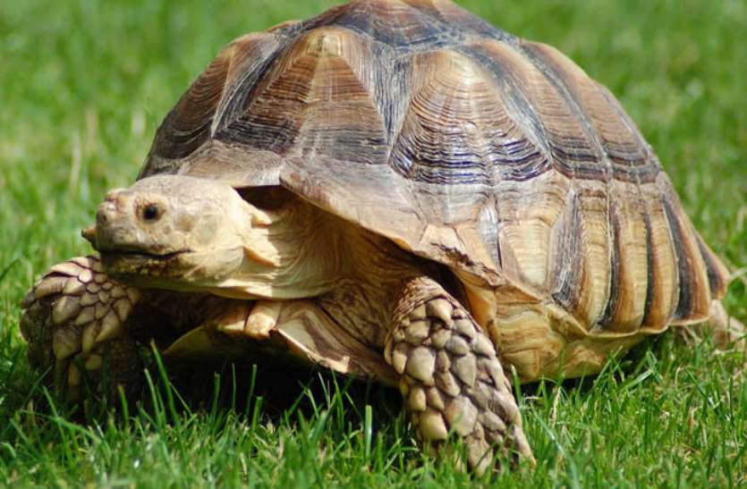 Thagi On The Name of Tortoise : शेखावाटी में ठगी का खेल बढ़ता जा रहा है। नौकरी के नाम झांसा देकर ठगी तो आम है, लेकिन अब घर में कछुआ लाकर धन में वृद्धि करने के नाम पर भी ठगी की जाने लगी है। नौकरी के नाम पर ठगी तो आम है, लेकिन अब कछुआ के नाम पर ठगी ने पुलिस को भी हैरत में डाल दिया
