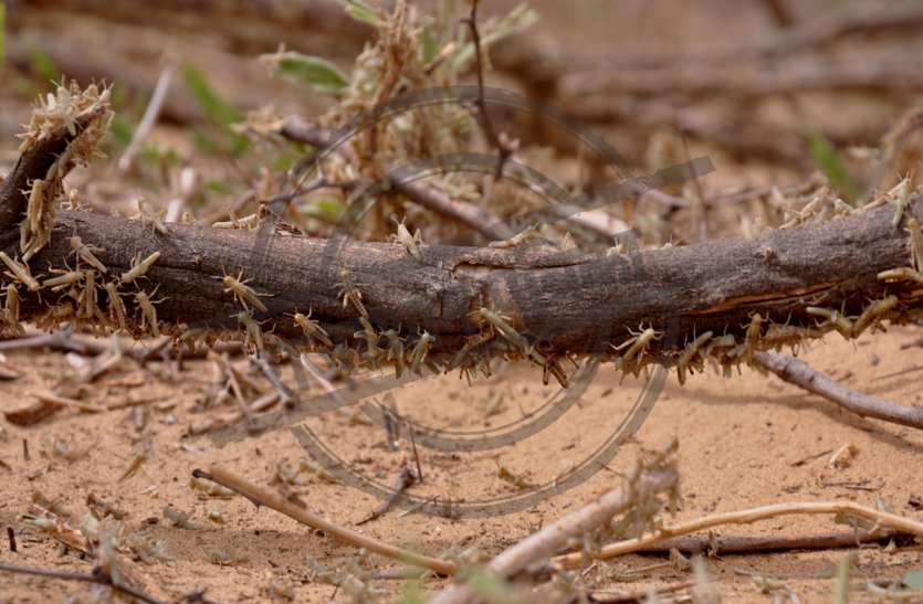 outbreak of desert locusts in villages of Rajasthan's Barmer district अब दोहरी आफत, टिड्डी के साथ फाके से निपटना चुनौती