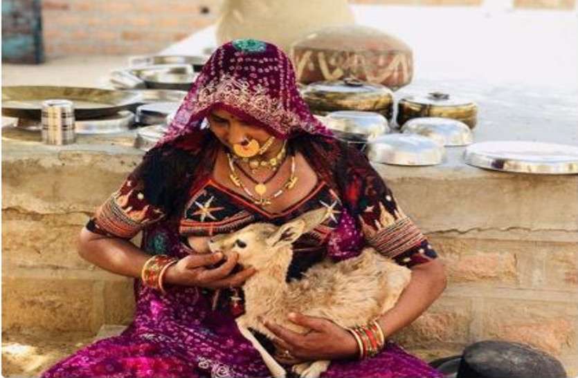 Bishnoi woman Viral photo बिश्नोई समाज की उस महिला की फोटो हुई वायरल, जिसने अपने बच्चे की तरह कराया था मासूम हिरण को स्तनपान