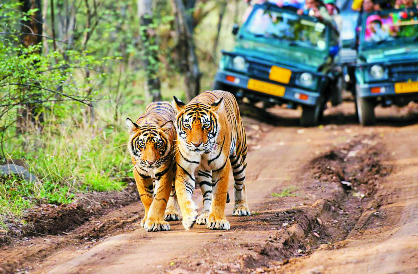TIGER पर्यटकों की बढ़ती संख्या से तनाव में बाघ, CCMB की रिपोर्ट में हुआ खुलासा