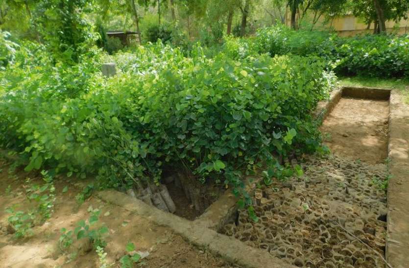 alwar plantaion news दगा दे गए बादल, वन विभाग ने रोका पौधरोपण