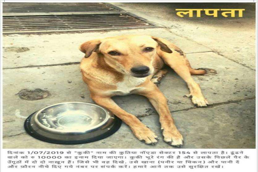 MISSING DOG