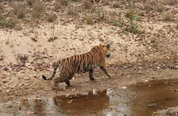 After the rain will be free from the fencing of the female tiger SD-21 बारिश बाद बाड़े से आजाद होगी मादा बाघ एसडी-21