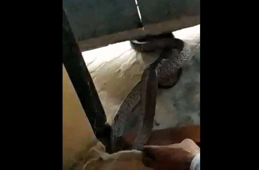 Rare Species of king cobra found : सीकर जिले के नागरवाला जोहड़ा गांव पिपराली में एक दुर्लभ प्रजाति का सांप देखने के बाद लोगों में दहशत के साथ आस्था की ब्यार बहने लगी।