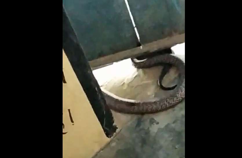 Rare Species of king cobra found : सीकर जिले के नागरवाला जोहड़ा गांव पिपराली में एक दुर्लभ प्रजाति का सांप देखने के बाद लोगों में दहशत के साथ आस्था की ब्यार बहने लगी।