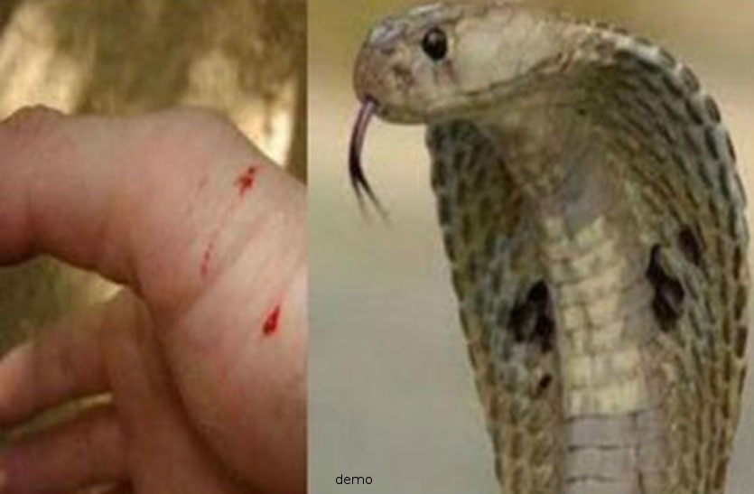 Snake bite: woman died to superstition सांप के काटने के बाद पति ने कर दी ये गलती, अस्पताल पहुंचते ही महिला की हो गई मौत