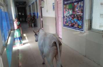Hall-e-district hospital यह कैसा कायाकल्प? न बैड पर चादर, न फर्श पर सफाई