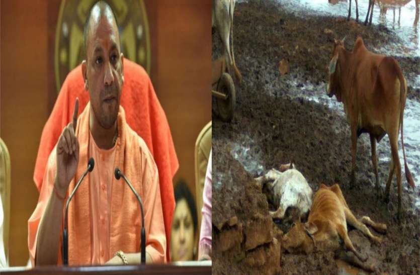 cows and cattle मवेशियों की हिफाजत के लिए 600 करोड़ का बजट, फिर भी हर रोज मर रही हैं गायें, चारे का नहीं कोई इंतजाम