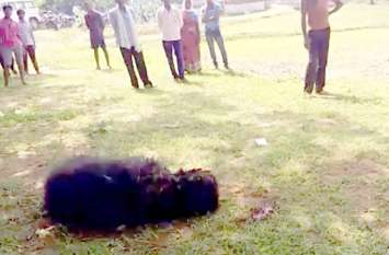 Bear in village from Singrauli forest, villagers afraid भूख मिटाने बस्ती में घुसा भालू, रात भर दहशत में रहे ग्रामीण