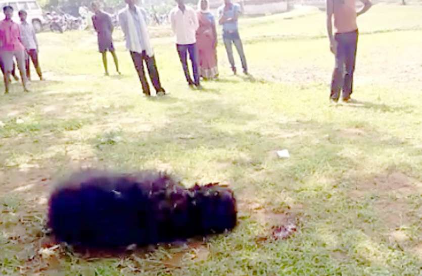 Bear in village from Singrauli forest, villagers afraid भूख मिटाने बस्ती में घुसा भालू, रात भर दहशत में रहे ग्रामीण
