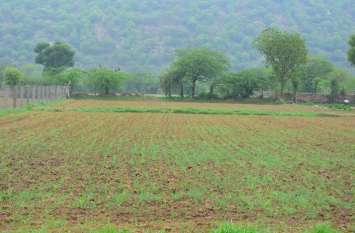 the boon of life got seeds from rain बारिश से बीजों को मिला जीवनदान