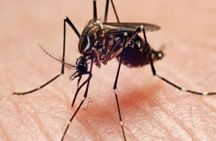 mosquito