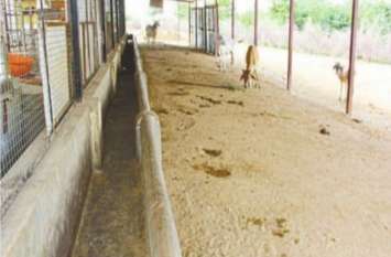 About 700 cows have been hungry for the last two days sirohi सावन मास में दो दिन से चारा नहीं, तहसीलदार बोले-महंगा आ रहा, ऐसे कैसे दे दें ज्यादा रुपए, प्लीज कॉपरेट करो?