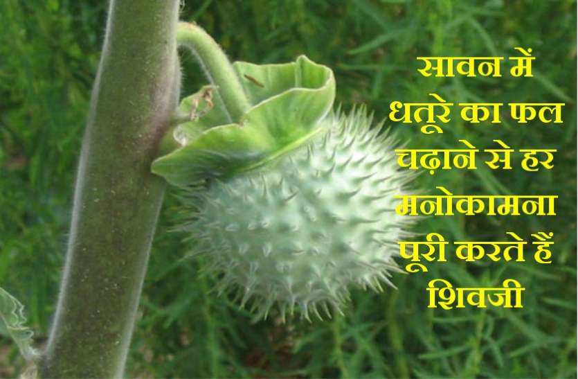 sawan maas 2019 Datura importance sawan maas : काला, सफेद, नीला या पीला, इनमें से चढ़ा दें कोई भी धतूरा शिवजी को, एक साथ कई मनोकामना होगी पूरी