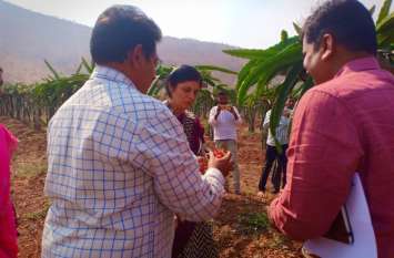 Farmers are attracted to dragons fruit farming ड्रेगन फ्रूट फार्मिंग की ओर आकर्षित हो रहे हैं किसान