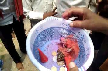 Peculiar marriage इंद्र देव को प्रसन्न करने रचाया मेंढक-मेंढकी का विवाह