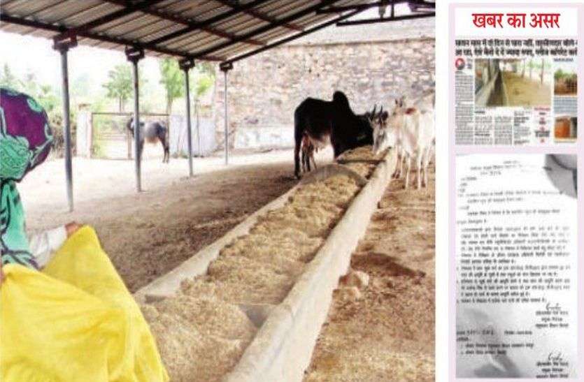 sirohi patrika अधिकारी ने जयपुर भेजी रिपोर्ट में बताया- रास्ते में ट्रक खराब होने से चारा आने में देरी, सरकारी अर्बुदा गोशाला में आया 26 टन सूखा चारा