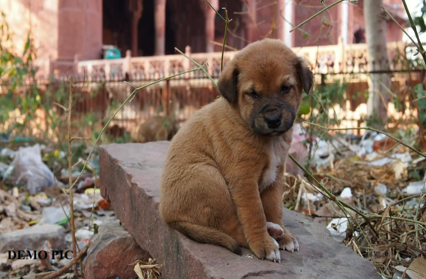 stray dogs बेंगलुरु में मटन की जगह परोसा जा रहा कुत्ते का मांस! जानें कैसे हुआ खुलासा