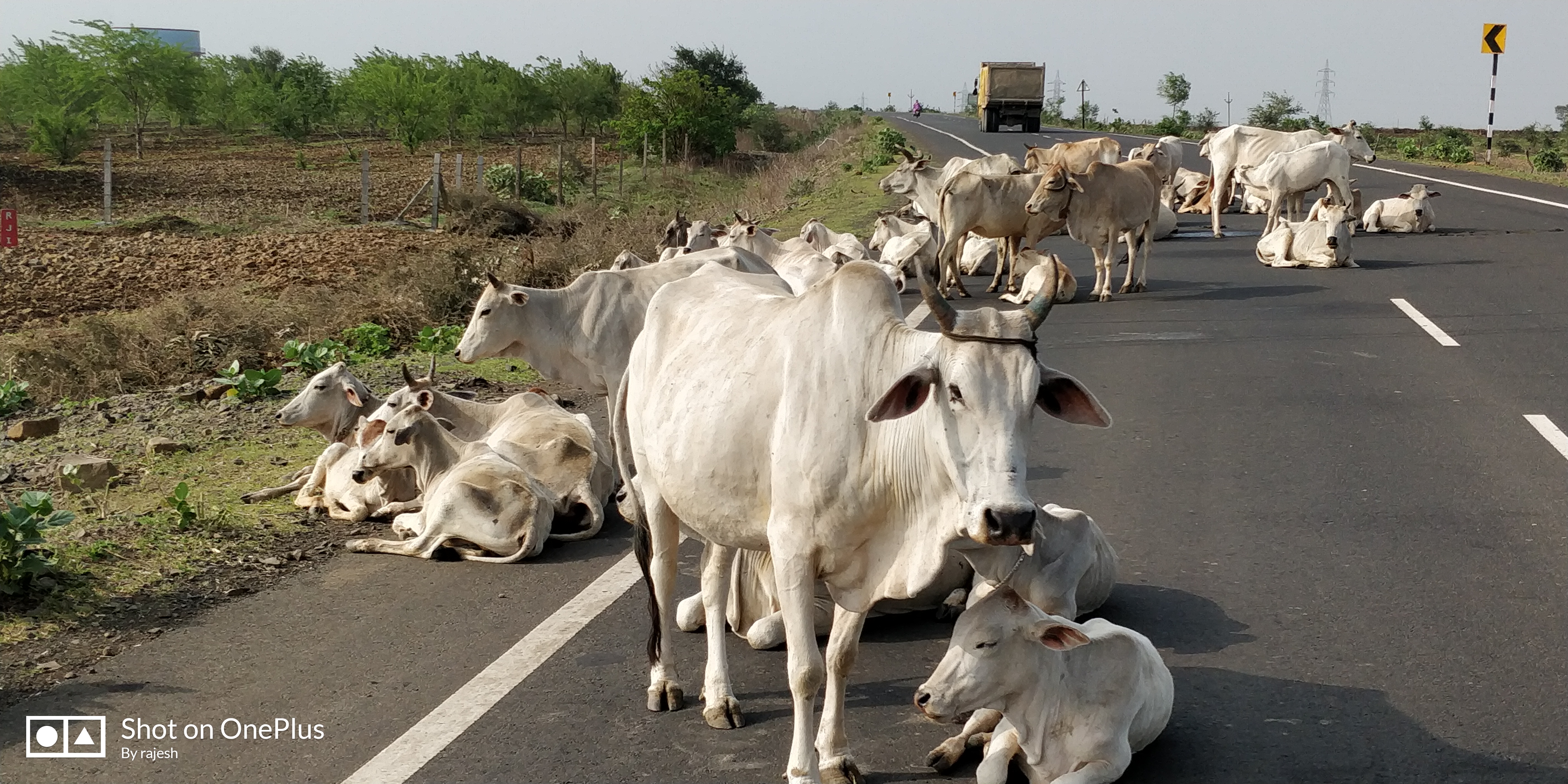 Do not get any damage in the fields, the Saha also got lost in the cow खेतों में नुकसान न हो, भटकती गाय को भी मिले सहारा, इसलिए की वरिष्ठों ने पहल