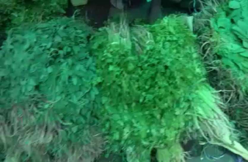 green coriander OMG: कभी मिलती थी फ्री, अब जयपुर में फ्लाइट से पहुंच रही 'यह' सब्जी