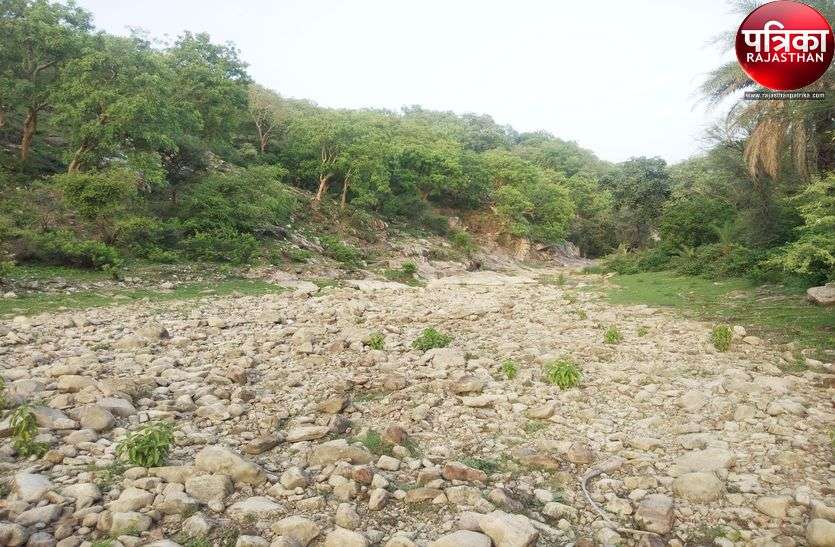 Dry rivers due to lack of rain in the hills of Aravali in Pali district सावन में बहती थी यहां की नदियां, आज पड़ी वीरान