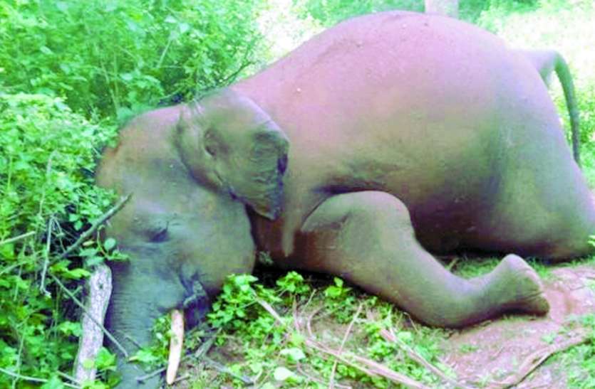 elephant found dead मादा हाथी का शव मिला