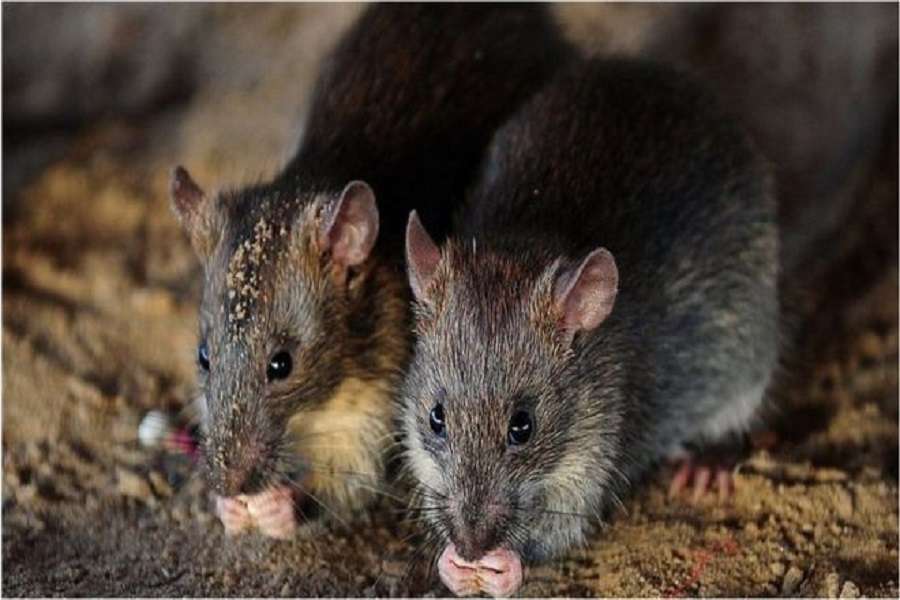 rats cause to flood in bihar