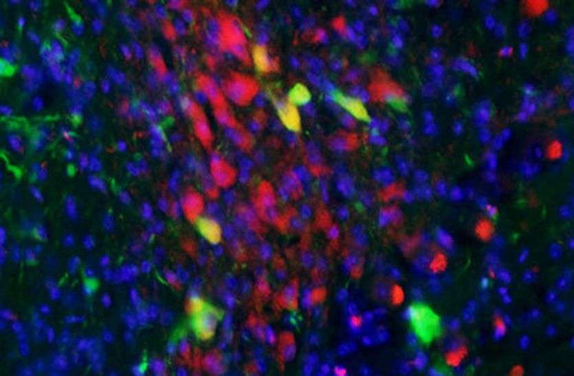 Warning of Disease X: Humans in danger as new diseases deadlier than Coronavirus may hit इबोला खोजने वाले डॉक्टर की चेतावनी, इंसानों पर कोरोना से ज्यादा जानलेवा नई बीमारियों का खतरा