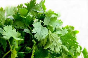 Price of coriander leaves increases in Rajasthan सब्जी के साथ फ्री दिया जाने वाला हरा धनिया हुआ ‘लाल’, राजस्थान में फ्लाइट से मंगवाया जा रहा